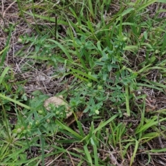 Hypericum perforatum (St John's Wort) at The Pinnacle - 16 Jan 2024 by sangio7