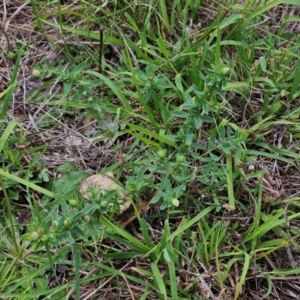 Hypericum perforatum at The Pinnacle - 16 Jan 2024