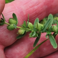 Hypericum perforatum at The Pinnacle - 16 Jan 2024 01:12 PM