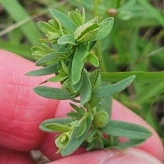 Hypericum perforatum at The Pinnacle - 16 Jan 2024