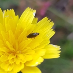 Dasytinae (subfamily) (Soft-winged flower beetle) at Mulanggari Grasslands - 16 Jan 2024 by HappyWanderer