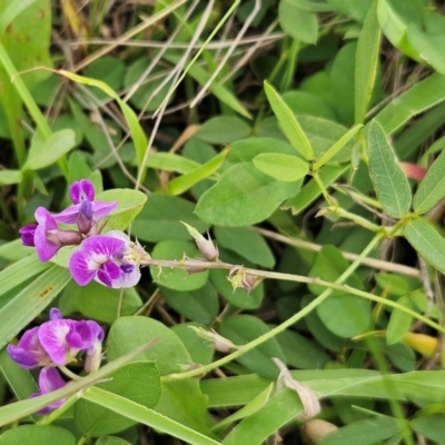 Glycine tabacina (Variable Glycine) at The Pinnacle - 16 Jan 2024 by sangio7