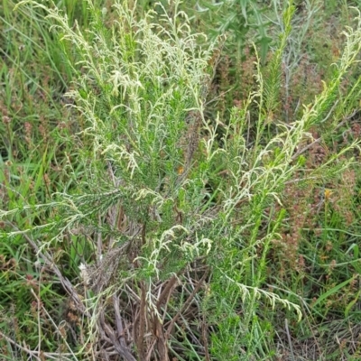 Cassinia sifton (Sifton Bush, Chinese Shrub) at Mulanggari Grasslands - 16 Jan 2024 by HappyWanderer