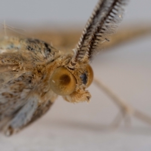 Scopula rubraria at QPRC LGA - 17 Jan 2024