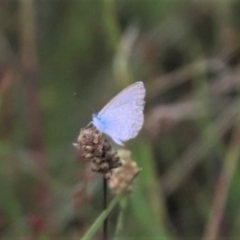 Zizina otis (Common Grass-Blue) at Gungahlin, ACT - 16 Jan 2024 by HappyWanderer