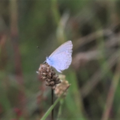 Zizina otis (Common Grass-Blue) at Mulanggari Grasslands - 16 Jan 2024 by HappyWanderer