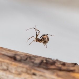 Cryptachaea veruculata at QPRC LGA - suppressed