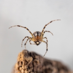 Cryptachaea veruculata at QPRC LGA - 16 Jan 2024