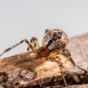 Cryptachaea veruculata at QPRC LGA - 16 Jan 2024