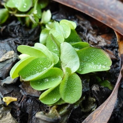 Salvinia molesta (Salvinia) at West Nowra, NSW - 16 Jan 2024 by RobG1