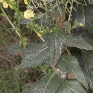 Verbascum virgatum at Russell, ACT - 17 Jan 2024