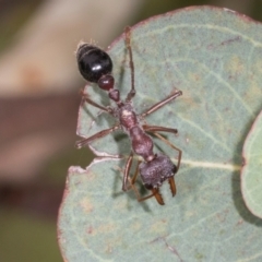 Myrmecia simillima (A Bull Ant) at Russell, ACT - 17 Jan 2024 by AlisonMilton