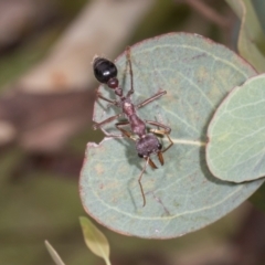 Myrmecia simillima at Russell, ACT - 17 Jan 2024