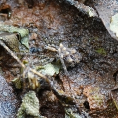 Lycosidae (family) at West Nowra, NSW - 16 Jan 2024 by RobG1