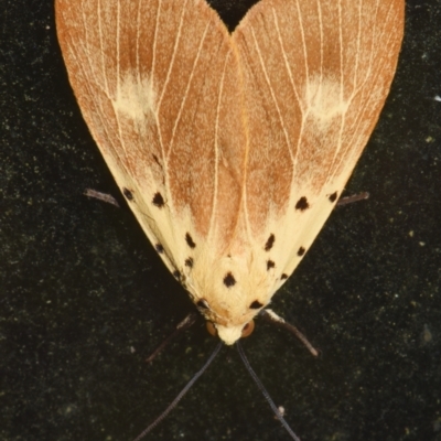 Asota iodamia (An Eribid moth (Aganainae)) at Sheldon, QLD - 17 Jan 2024 by PJH123
