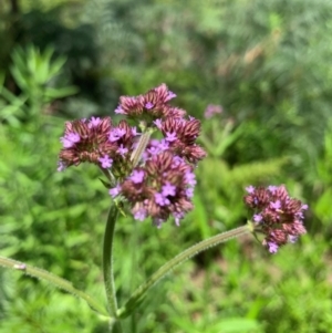 Verbena incompta at Hume Paddocks - 11 Jan 2024