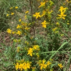 Hypericum perforatum (St John's Wort) at Hume Paddocks - 11 Jan 2024 by MattS