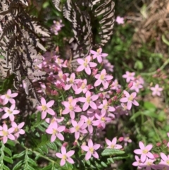 Centaurium erythraea (Common Centaury) at Gilmore, ACT - 11 Jan 2024 by MattS