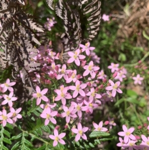 Centaurium erythraea at Hume Paddocks - 11 Jan 2024