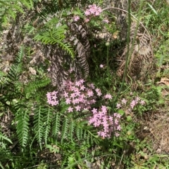 Centaurium erythraea at Hume Paddocks - 11 Jan 2024 02:39 PM