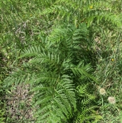 Pteridium esculentum (Bracken) at Gilmore, ACT - 11 Jan 2024 by MattS