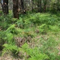 Pteridium esculentum at Hume Paddocks - 11 Jan 2024