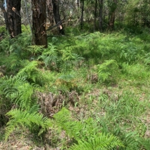 Pteridium esculentum at Hume Paddocks - 11 Jan 2024