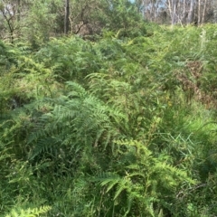 Pteridium esculentum at Hume Paddocks - 11 Jan 2024