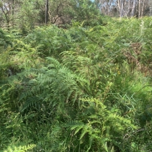 Pteridium esculentum at Hume Paddocks - 11 Jan 2024