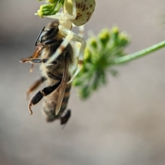 Zygometis xanthogaster (Crab spider or Flower spider) at Holder, ACT - 11 Jan 2024 by Miranda