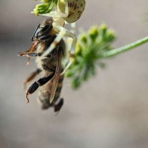 Zygometis xanthogaster at Holder, ACT - 11 Jan 2024