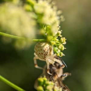 Zygometis xanthogaster at Holder, ACT - 11 Jan 2024