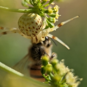 Zygometis xanthogaster at Holder, ACT - 11 Jan 2024