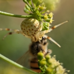 Zygometis xanthogaster at Holder, ACT - 11 Jan 2024