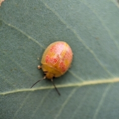 Paropsisterna fastidiosa (Eucalyptus leaf beetle) at Molonglo Valley, ACT - 14 Jan 2024 by Miranda