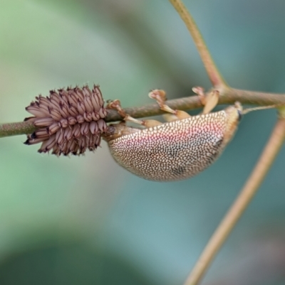 Paropsis atomaria (Eucalyptus leaf beetle) at Holder, ACT - 13 Jan 2024 by Miranda