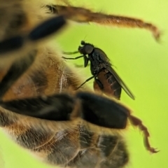 Milichiidae (family) (Freeloader fly) at Holder, ACT - 11 Jan 2024 by Miranda