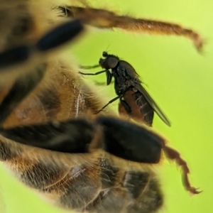 Milichiidae (family) at Holder, ACT - 11 Jan 2024