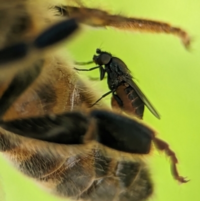 Milichiidae (family) (Freeloader fly) at Holder, ACT - 11 Jan 2024 by Miranda