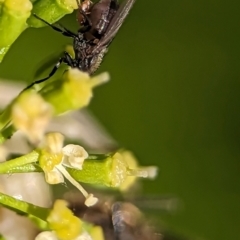 Milichiidae (family) at Holder, ACT - 11 Jan 2024