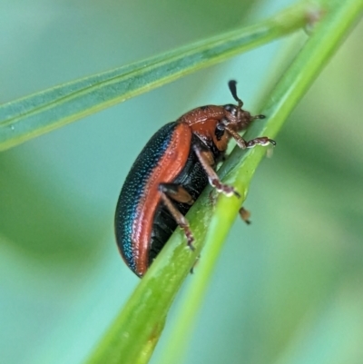 Calomela curtisi (Acacia leaf beetle) at Holder, ACT - 16 Jan 2024 by Miranda