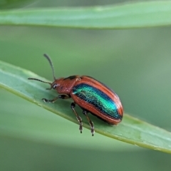 Calomela curtisi at Holder Wetlands - 16 Jan 2024