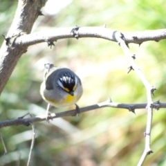 Pardalotus striatus at Holder Wetlands - 10 Sep 2023