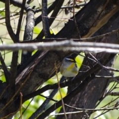 Pardalotus striatus at Holder Wetlands - 10 Sep 2023 11:46 AM