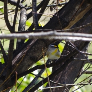 Pardalotus striatus at Holder Wetlands - 10 Sep 2023