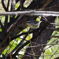 Pardalotus striatus at Holder Wetlands - 10 Sep 2023 11:46 AM