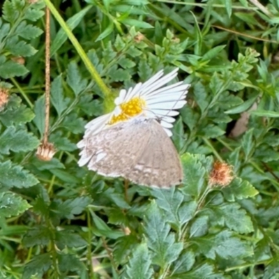 Zizina otis (Common Grass-Blue) at Aranda, ACT - 17 Jan 2024 by KMcCue