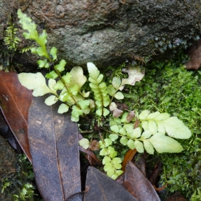 Unidentified Fern or Clubmoss at West Nowra, NSW - 16 Jan 2024 by RobG1