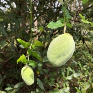 Araujia sericifera at Westleigh, NSW - 17 Jan 2024