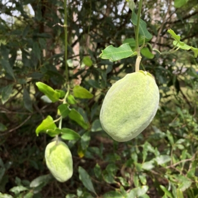 Araujia sericifera (Moth Plant) at Westleigh, NSW - 17 Jan 2024 by EmmaSYD